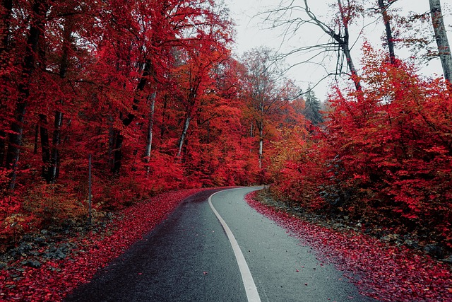 A tree lined road with red leaves falling in the autumn
