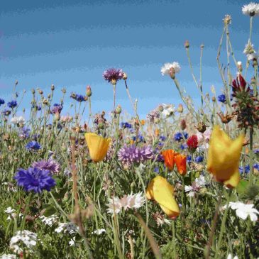 No Mow May: Letting Your Dreams and Energy Grow Wild